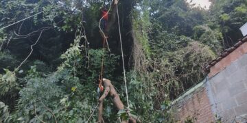 Árvore prestes a cair sobre casa é removida pelos bombeiros