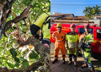 Bombeiros resgatam gato preso em árvore de 7 metros