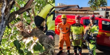 Bombeiros resgatam gato preso em árvore de 7 metros