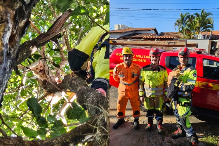 Bombeiros resgatam gato preso em árvore de 7 metros