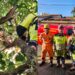 Bombeiros resgatam gato preso em árvore de 7 metros