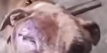 Pitbull em situação de maus-tratos é resgatado; tutor não foi localizado