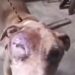 Pitbull em situação de maus-tratos é resgatado; tutor não foi localizado