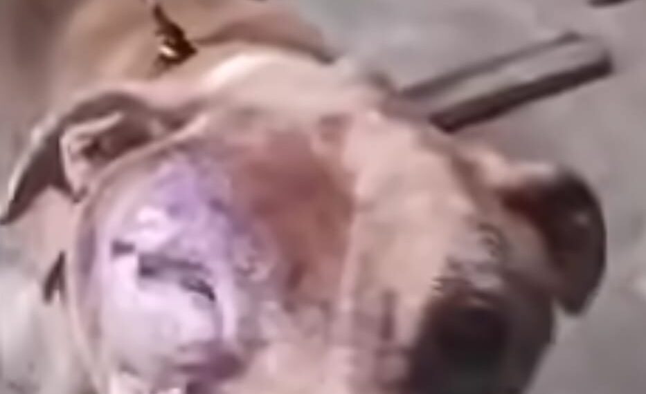 Pitbull em situação de maus-tratos é resgatado; tutor não foi localizado