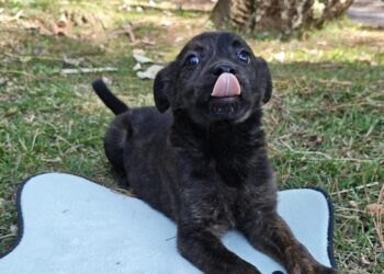 Festa do Trabalhador terá feira de adoção no Parque Municipal