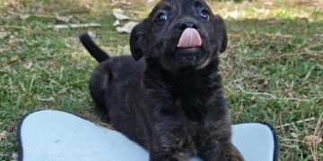 Festa do Trabalhador terá feira de adoção no Parque Municipal