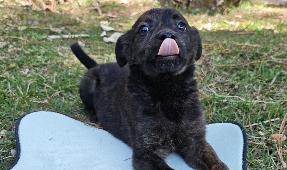 Festa do Trabalhador terá feira de adoção no Parque Municipal