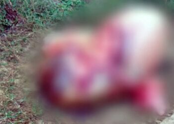 Vaca é furtada e abatida por criminosos em sítio