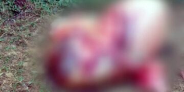 Vaca é furtada e abatida por criminosos em sítio