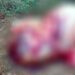 Vaca é furtada e abatida por criminosos em sítio