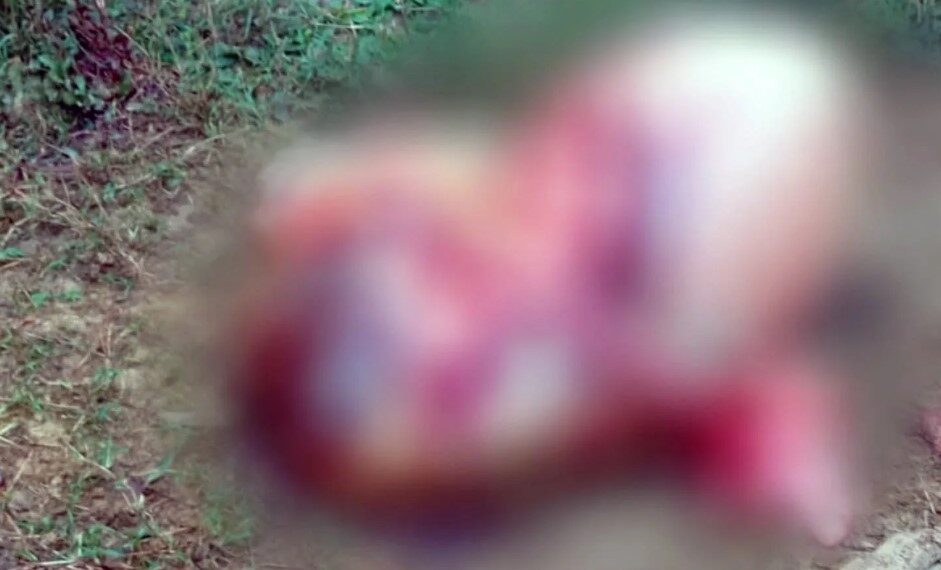 Vaca é furtada e abatida por criminosos em sítio