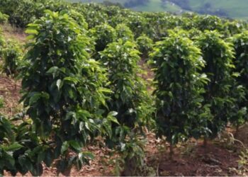 Saca de café mineiro alcança R$ 90 mil