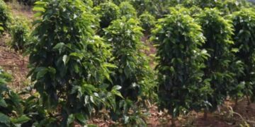 Saca de café mineiro alcança R$ 90 mil 
