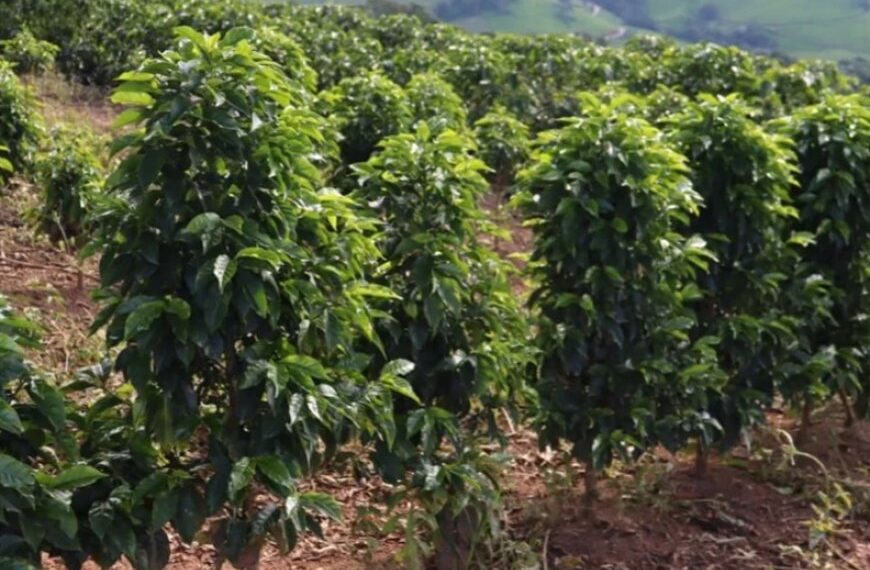 Saca de café mineiro alcança R$ 90 mil 