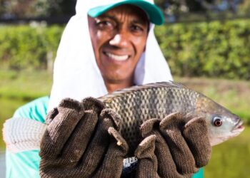 Mesmo com alta produção, Minas Gerais passa a importar tilápia pela primeira vez em quase 30 anos 