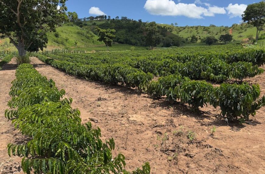 Minas Gerais amplia produção de café conilon e fortalece diversificação no campo 
