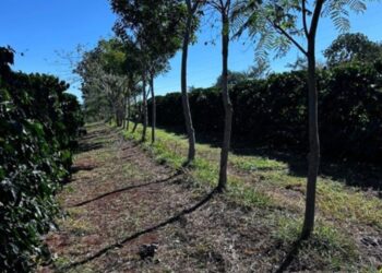 Cooperativa vende crédito de carbono 