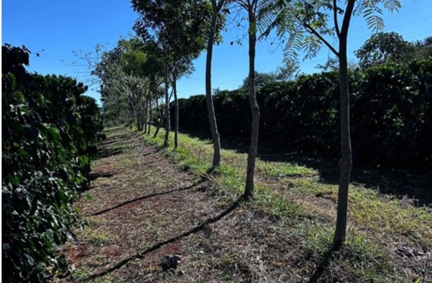 Cooperativa vende crédito de carbono 