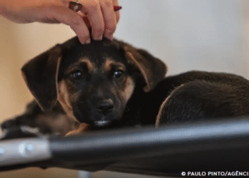 Lei define guarda compartilhada de pets; veja detalhes