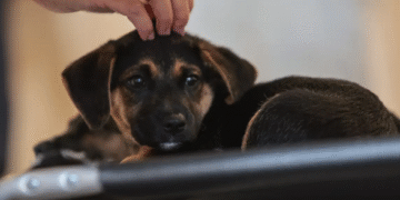 Lei define guarda compartilhada de pets; veja detalhes