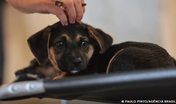 Lei define guarda compartilhada de pets; veja detalhes