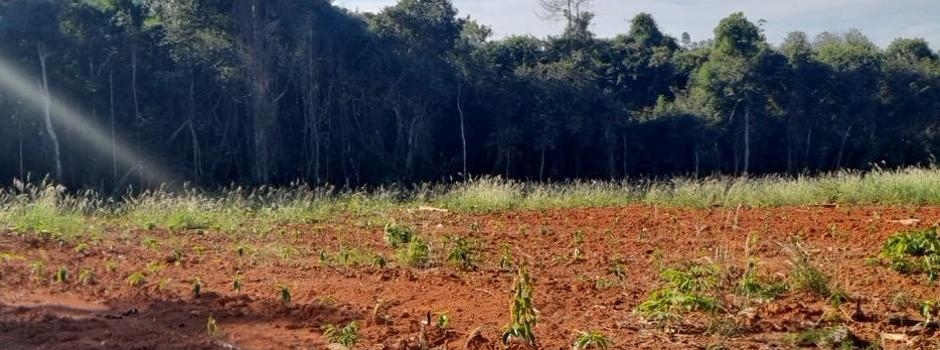 Operação identifica desmatamento irregular em 21 imóveis rurais no Sul de Minas
