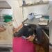 Polícia encontra alimentos impróprios em restaurante japonês clandestino interditado