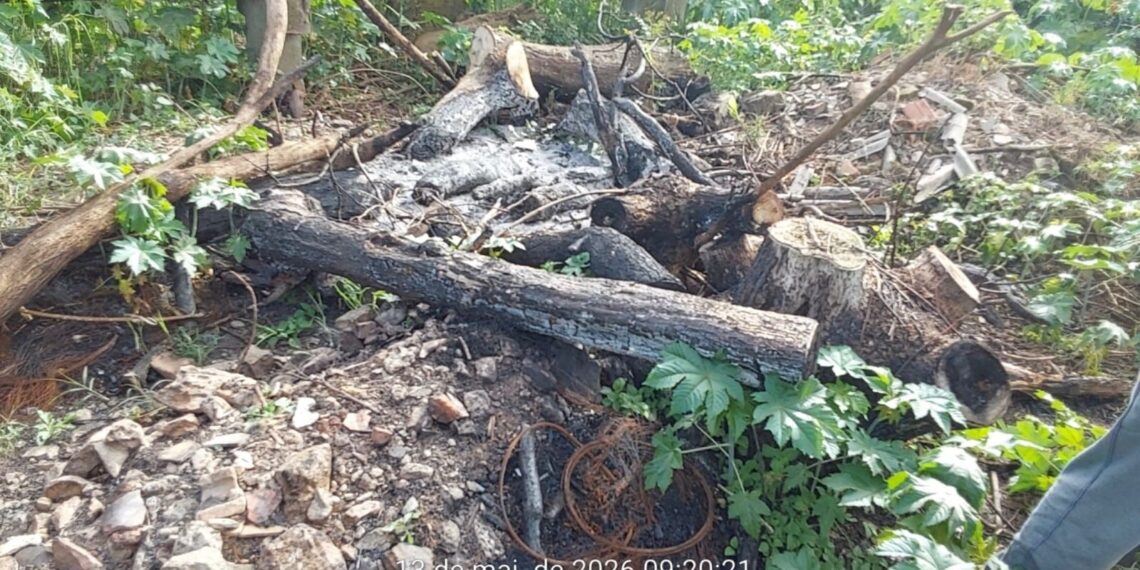 Dois homens são presos por desmatamento e queimada em Caldas