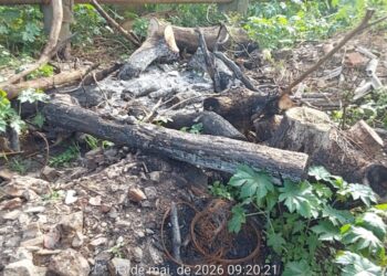 Dois homens são presos por desmatamento e queimada em Caldas