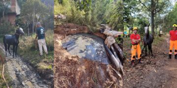 Bombeiros salvam cavalo que ficou preso dentro de fossa