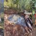 Bombeiros salvam cavalo que ficou preso dentro de fossa