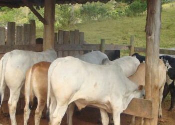 Instituto Mineiro de Agropecuária inicia atualização de rebanhos no estado