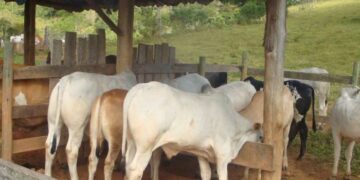 Instituto Mineiro de Agropecuária inicia atualização de rebanhos no estado