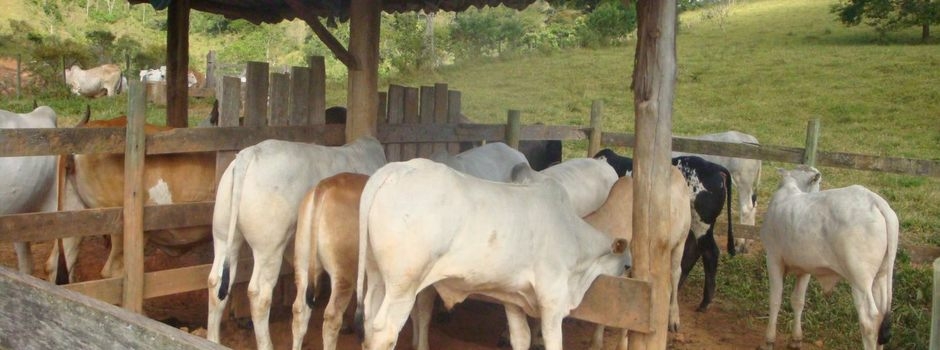 Instituto Mineiro de Agropecuária inicia atualização de rebanhos no estado