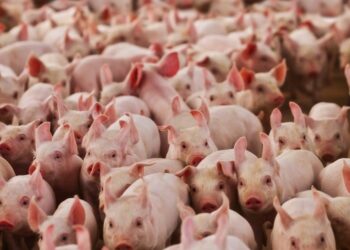 Suinocultura mineira enfrenta prejuízos