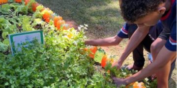 Agro na Escola une educação e prática no campo em Belo Oriente