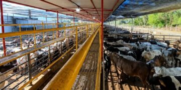 Frigorífico mineiro reabilitado para a China 
