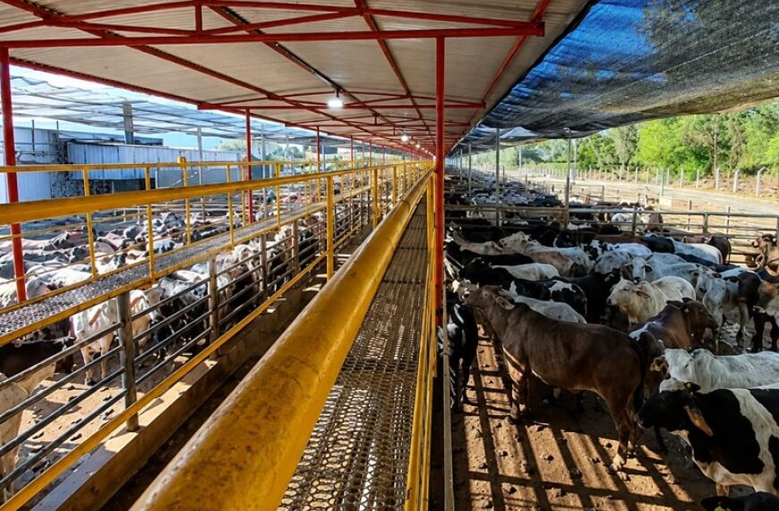 Frigorífico mineiro reabilitado para a China 