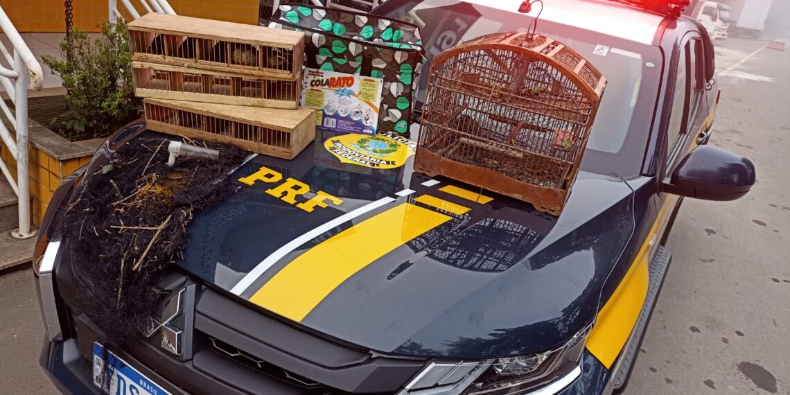 PRF apreende pássaros silvestres durante fiscalização na BR-267