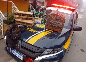 PRF apreende pássaros silvestres durante fiscalização na BR-267