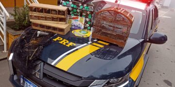 PRF apreende pássaros silvestres durante fiscalização na BR-267