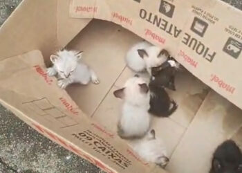 Mulher é indiciada por deixar filhotes de gatos em caixa na rua; um morreu