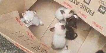 Mulher é indiciada por deixar filhotes de gatos em caixa na rua; um morreu