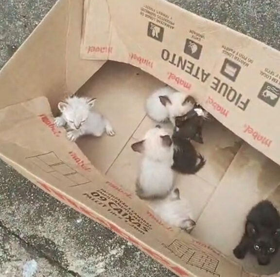 Mulher é indiciada por deixar filhotes de gatos em caixa na rua; um morreu