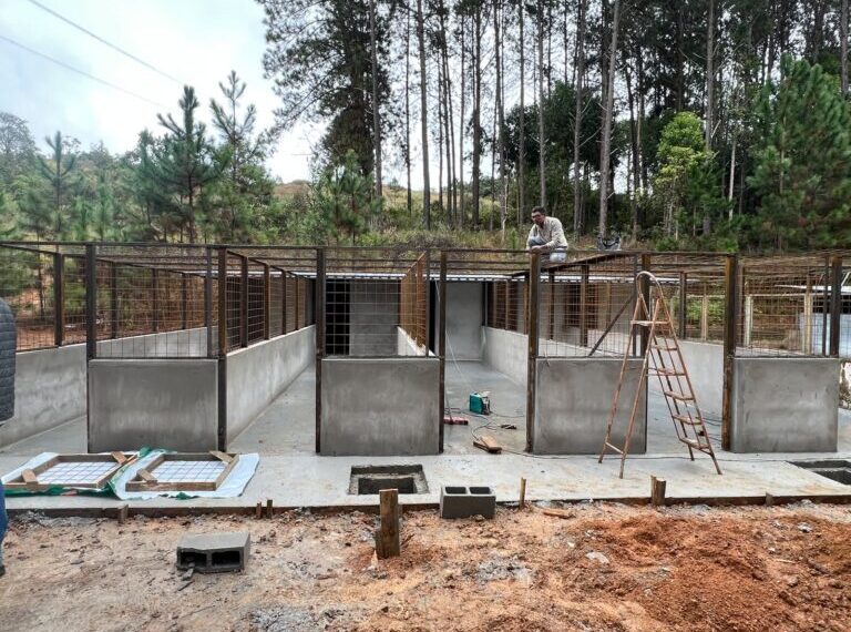 Abrigo Municipal de Cães passa por ampla modernização em Poços de Caldas
