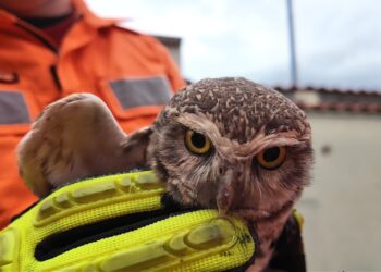 Coruja presa em linha com cerol é resgatada pelos Bombeiros em Poços