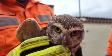 Coruja presa em linha com cerol é resgatada pelos Bombeiros em Poços