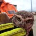Coruja presa em linha com cerol é resgatada pelos Bombeiros em Poços