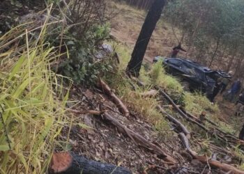 Trabalhador morre em acidente durante corte de eucalipto