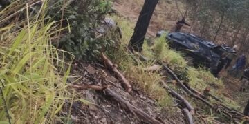 Trabalhador morre em acidente durante corte de eucalipto